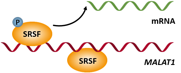 heat shock proteins