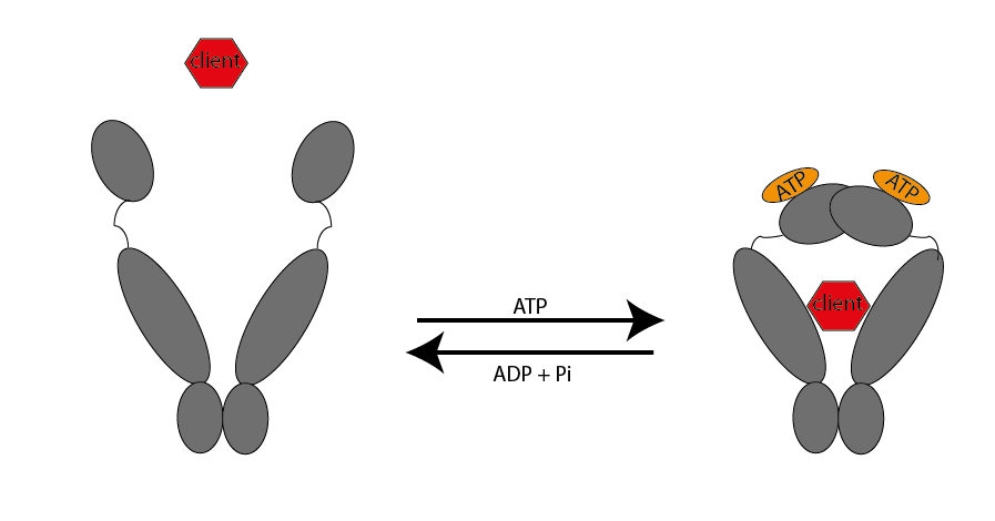 heat shock proteins