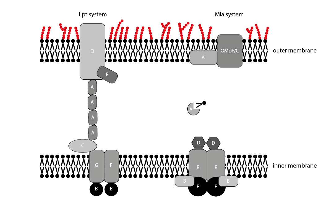 lipid transport